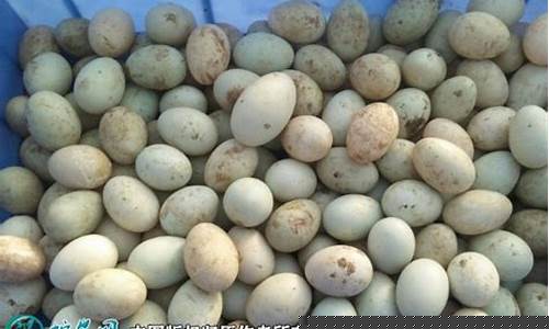 鸭蛋期货今日行情(鸭蛋期货有没有上市)_https://www.8918198.com_中金所_第1张