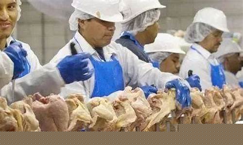 美国鸡肉出口期货行情分析(美国鸡肉价格有多便宜)_https://www.8918198.com_大商所_第1张