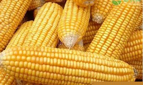玉米期货新品种价格行情(玉米期货价格行情走势)_https://www.8918198.com_上期能源_第1张