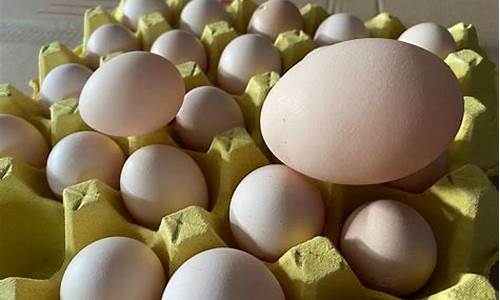白壳蛋期货价格最新行情_https://www.8918198.com_上期所_第1张