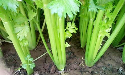 芹菜期货价格最新行情(芹菜期货价格最新行情走势图)_https://www.8918198.com_郑商所_第1张