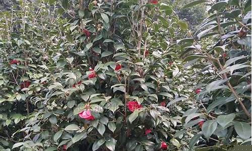 茶花期货行情_https://www.8918198.com_上期所_第1张