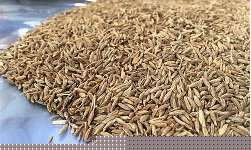 怎么看印度孜然期货行情(印度孜然现在什么价)_https://www.8918198.com_上期能源_第1张