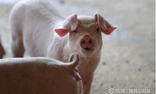 哪里可以交易生猪期货行情(生猪期货交易在哪里)_https://www.8918198.com_上期能源_第1张