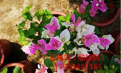 期货行情三角梅_https://www.8918198.com_上期能源_第1张