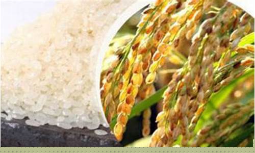 大米期货行情(大米期货行情走势报告)_https://www.8918198.com_大商所_第1张