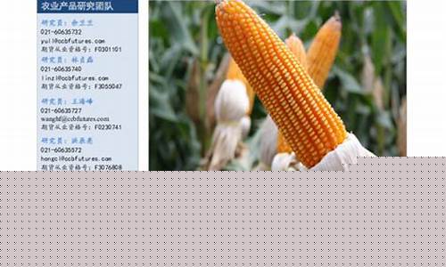 期货分析报告玉米期货行情(玉米期货分析及策略报告)_https://www.8918198.com_广期所_第1张