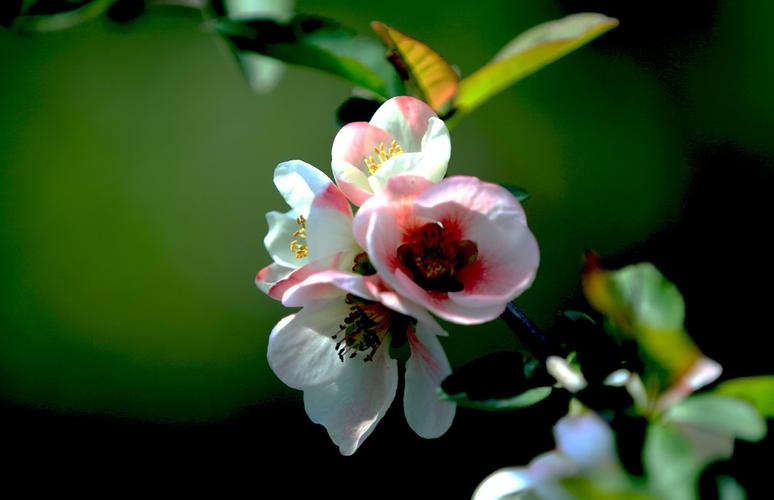 今天全国猪价一览表(今天全国猪价一览表7.1)_https://www.8918198.com_中金所_第1张