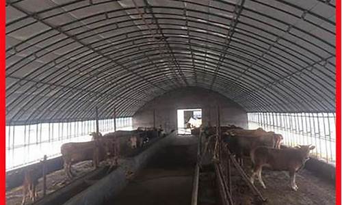 养牛大棚建造(养牛大棚建造图纸)_https://www.8918198.com_郑商所_第1张