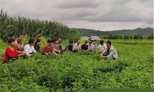 中药种植合作公司(懒人种植十大紧缺药材)_https://www.8918198.com_广期所_第1张